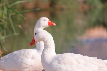 Cisnes en la laguna del rio algar en pueblo pesquero de Altea ,Alicante(España)
