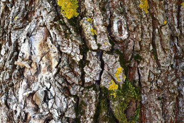 Pine bark with moss. Close-up. Texture.