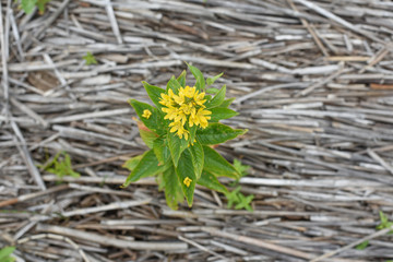 Yellow flower on a background of dry cane stalks