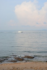 seagull on beach