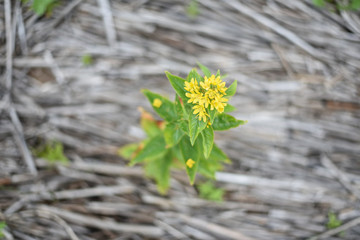 Yellow flower on a background of dry cane stalks