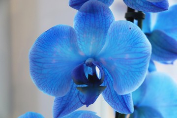 Close up of bright blue orchid - Phalaenopsis Royal Blue