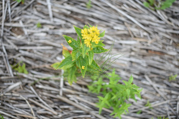 Yellow flower on a background of dry cane stalks