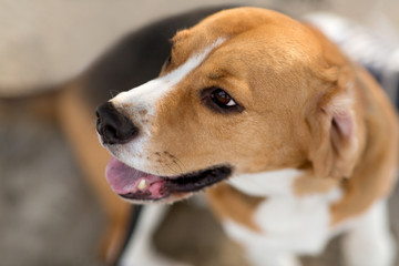 Obraz premium pets and animals concept - close up of beagle dog