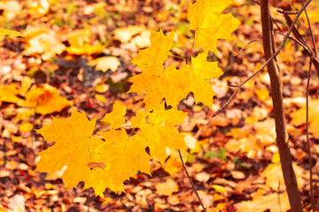 Naklejka na ściany i meble Branch of a young maple with yellow leaves on the background of foliage