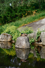 Duck on a stone