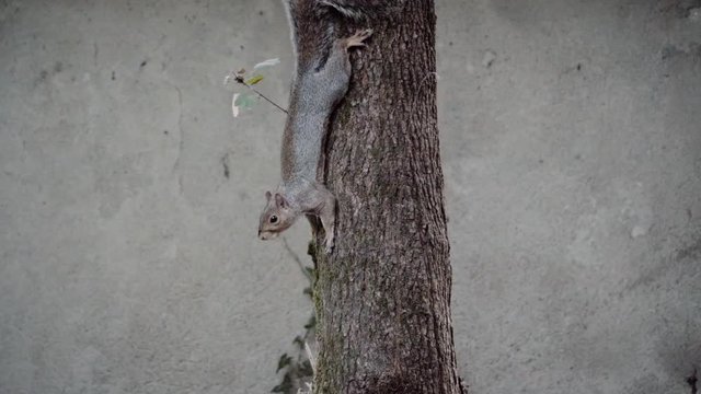 Gray squirrel clinging to a tree. Slow-motion.