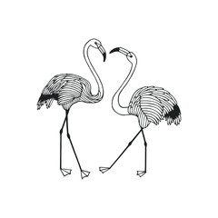 illustration of flamingo in front of white background. two flamingos. vector illustration сps10. hand drawing. art line