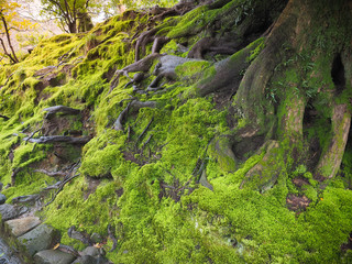 Fototapeta na wymiar Beautiful green moss covered on the roots in the garden or park. Moss green texture.