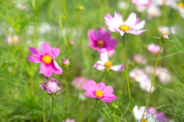 Fototapeta premium purple flowers in the garden