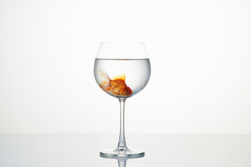 little goldfish moving in wineglass of water