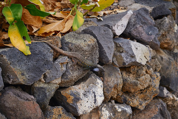 Lizard on stones 