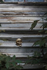 The skull of a man lying on the steps of an old wooden staircase, illuminated by light. Horrors in an abandoned house on Halloween