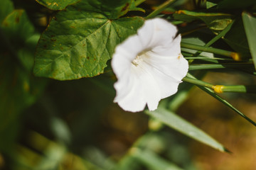 White marsh flower among green grass