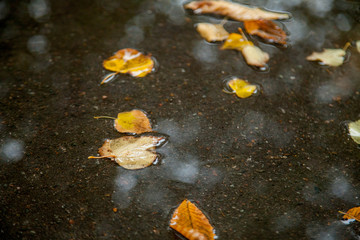 autumn leaves in water