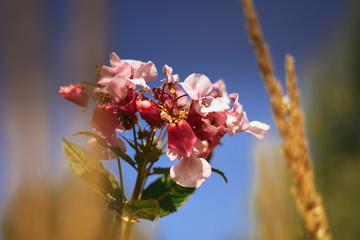 Pink wildflower against a blue sky among ears of grass
