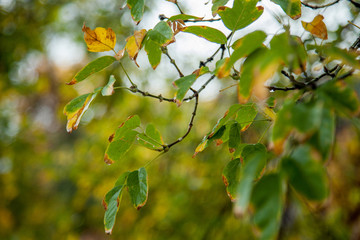 branch of a tree in spring