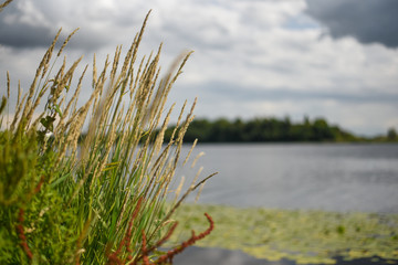 River, grass in the foreground