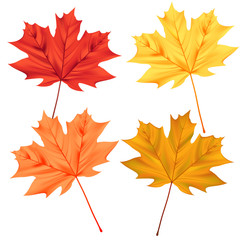 autumn maple leaves isolated on white background
