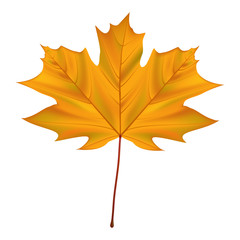 autumn maple leaf isolated on white background