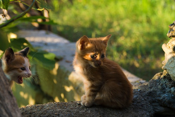 One month year old tiny kittens are at garden and illuminated with warm sunset light. Light falls into the cat's cornea and creates an interesting trail on his face.