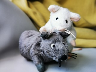 Two cute funny mouse, a symbol of the year 2020 on the astrological calendar. Photo of children's toys