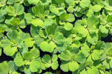 Texture of green flowers on the water