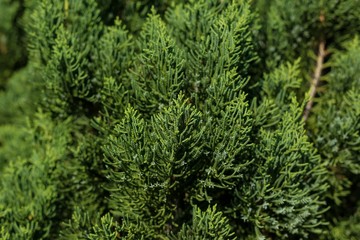 Texture of green pine branches