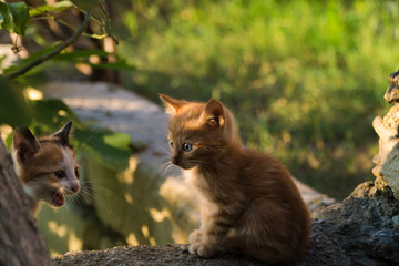 One month year old tiny ginger kitten is looking at its sibling at garden and illuminated with warm sunset light.