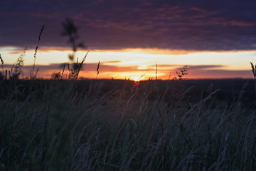 Dawn, field, colorful clouds, rising sun, ears of grass in the foreground