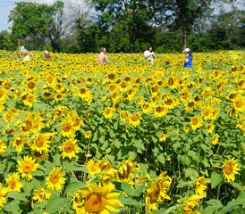Sunflower Field