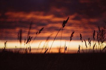 Dawn, field, colorful clouds, rising sun, ears of grass in the foreground