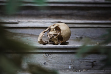 The skull of a man lying on the steps of an old wooden staircase, illuminated by light. Horrors in an abandoned house on Halloween