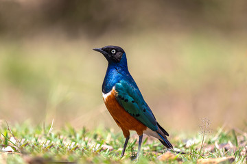 Superb Starling at Masai Mara
