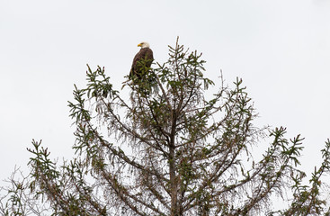 An American Bald Eagle perched atop a pine tree.