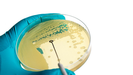 Microbiologist hand cultivating a petri dish whit inoculation loops on white background