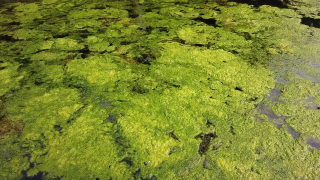 A bloom of green algae floating and choking a waterway in Somerset England.