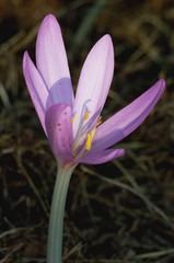 Colchicum autumnale known as Autumn Crocus or Meadow Saffron