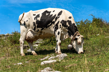 White and black spotted dairy cow with cowbell in a mountain pasture, Alps, Italy, south Europe