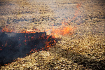 Dry forest and steppe fires completely destroy fields and steppes during severe drought. Disaster causes regular damage to the nature and economy of the region. Field Lights Farmer Burns Straw