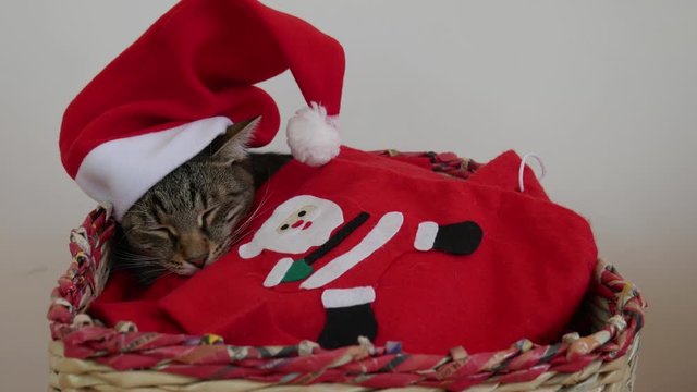 Striped cat sleeping in a basket with red Santa Claus hat on its head tucked in a red blanket with the image of Santa.