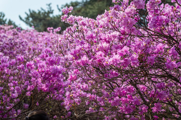 pink flowers in the garden
