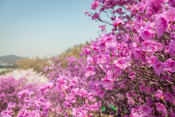 Obraz premium flowers on a background of blue sky