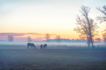 Fototapeta na wymiar Animals in the Mist if Morning