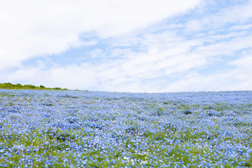 Nemophila field, beautiful blue flowers blooming 