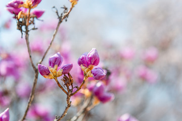 pink flowers in spring