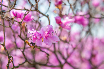 pink flowers in spring