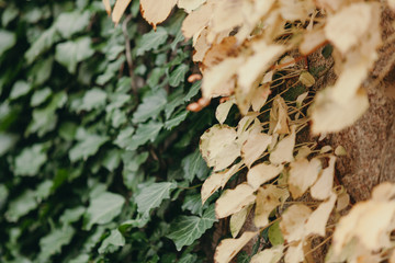 Yellow and green ivy leaves on fence