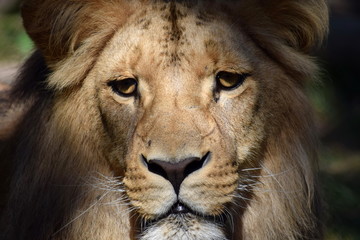 Gorgeous Portrait of Male Katanga Lion Head Closeup