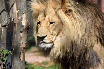 Naklejka na ściany i meble Katanga Lion Head Portrait Close Up
